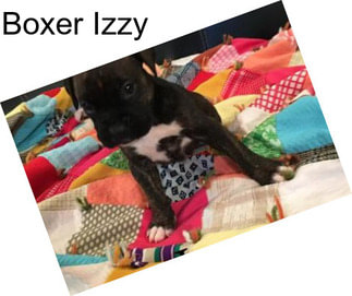 Boxer Izzy