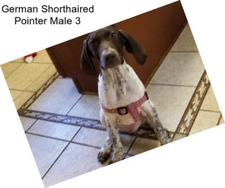 German Shorthaired Pointer Male 3