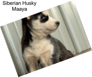 Siberian Husky Maaya
