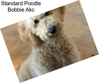 Standard Poodle Bobbie Akc