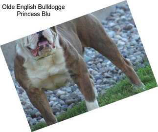 Olde English Bulldogge Princess Blu