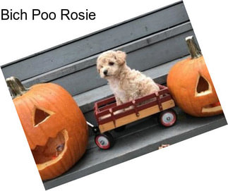 Bich Poo Rosie