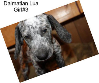 Dalmatian Lua Girl#3