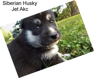 Siberian Husky Jet Akc