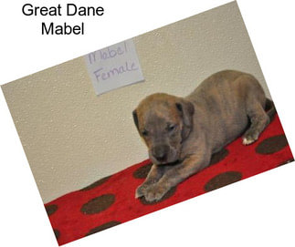 Great Dane Mabel