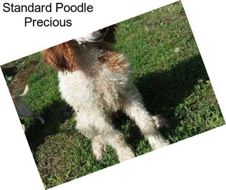 Standard Poodle Precious