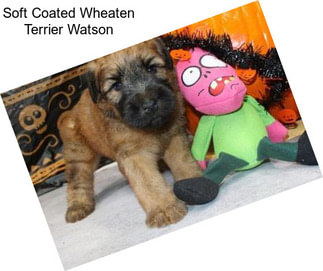 Soft Coated Wheaten Terrier Watson