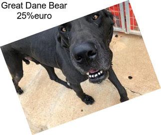 Great Dane Bear 25%euro