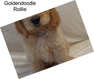 Goldendoodle Rollie