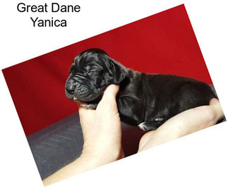 Great Dane Yanica