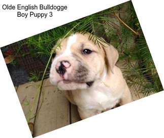 Olde English Bulldogge Boy Puppy 3