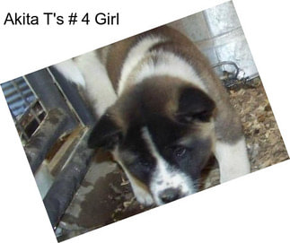 Akita T\'s # 4 Girl