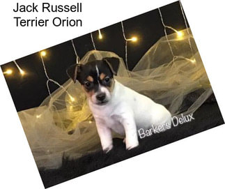 Jack Russell Terrier Orion
