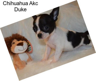 Chihuahua Akc Duke