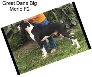 Great Dane Big Merle F2