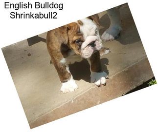 English Bulldog Shrinkabull2