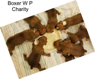 Boxer W P Charity