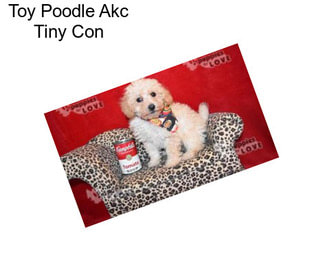 Toy Poodle Akc Tiny Con