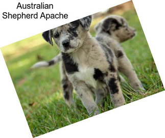 Australian Shepherd Apache