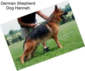 German Shepherd Dog Hannah