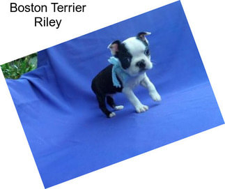 Boston Terrier Riley