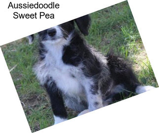 Aussiedoodle Sweet Pea