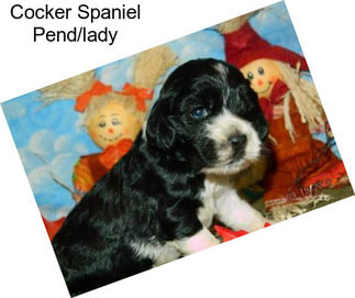 Cocker Spaniel Pend/lady