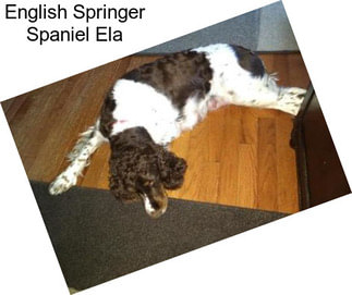 English Springer Spaniel Ela