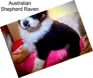 Australian Shepherd Raven