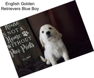 English Golden Retrievers Blue Boy