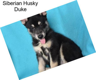 Siberian Husky Duke