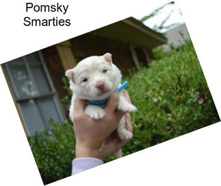 Pomsky Smarties