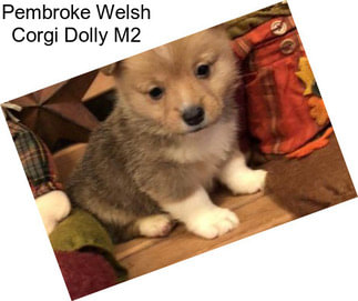 Pembroke Welsh Corgi Dolly M2