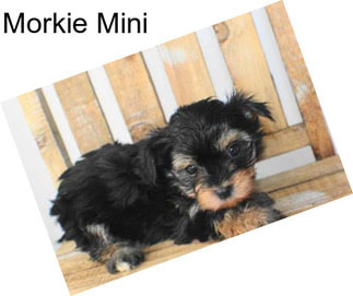Morkie Mini