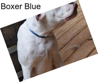 Boxer Blue