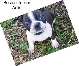 Boston Terrier Artie