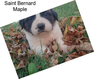 Saint Bernard Maple