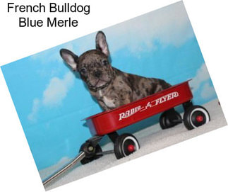 French Bulldog Blue Merle