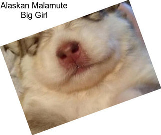 Alaskan Malamute Big Girl