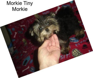 Morkie Tiny Morkie