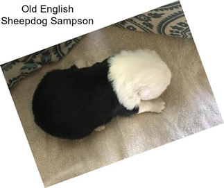 Old English Sheepdog Sampson