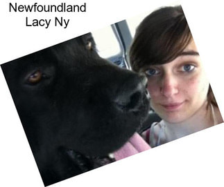 Newfoundland Lacy Ny