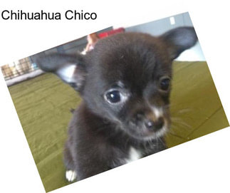 Chihuahua Chico