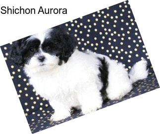 Shichon Aurora