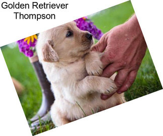 Golden Retriever Thompson