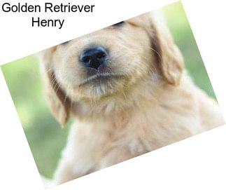 Golden Retriever Henry