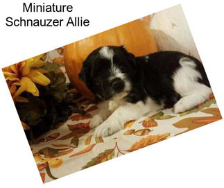 Miniature Schnauzer Allie