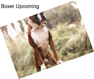 Boxer Upcoming