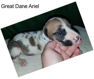 Great Dane Ariel