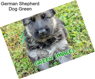 German Shepherd Dog Green